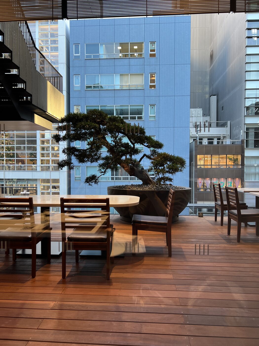 The terrace at TORAYA GINZA with a magnificent old pine trained like a bonsai, and Ginza rising beyond